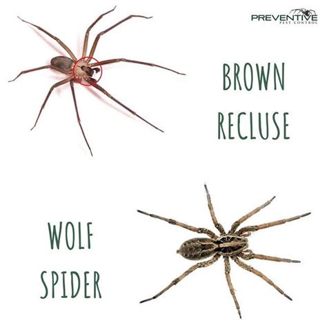 Brown Recluse Vs Wolf Spider