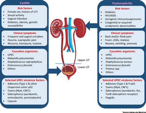 Urinary Tract Infection Causes In Toddlers at Bertha Warman blog