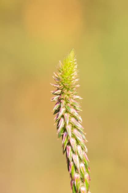 Premium Photo | Beautiful wild flower in forest