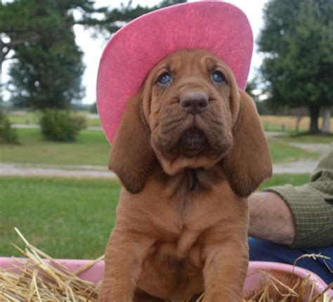 Red Bloodhound Puppies Picture - Dog Breeders Guide