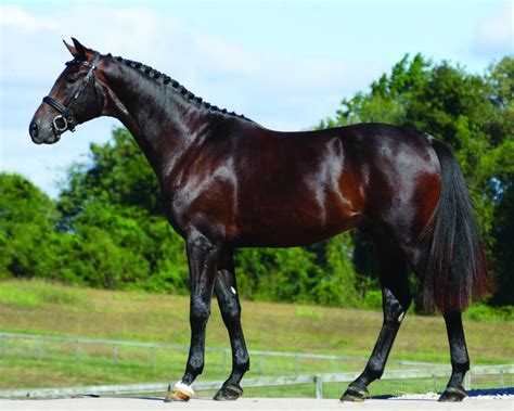 Hanoverian Stallion - Louisville HTF - Sidelines Magazine