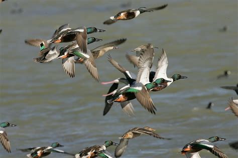 Free photo: Flying Ducks, Ducks - Free Image on Pixabay - 601640