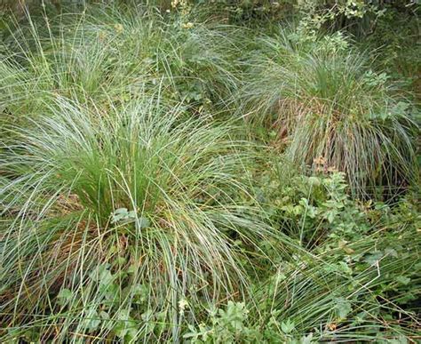 Ornamental Grasses Quiz - Identification and Recognition