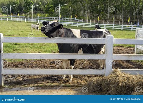 Cow Mooing stock image. Image of meadow, farmland, summer - 59126993