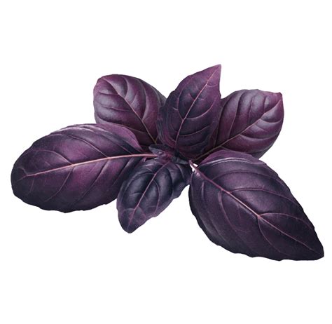 Purple Basil