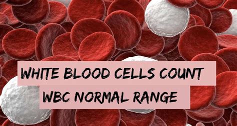 White blood Cells Count | WBC Normal Range - Blognex