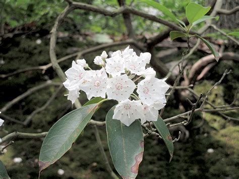 Magnificent Mountain Laurel in Bloom - Two River Times