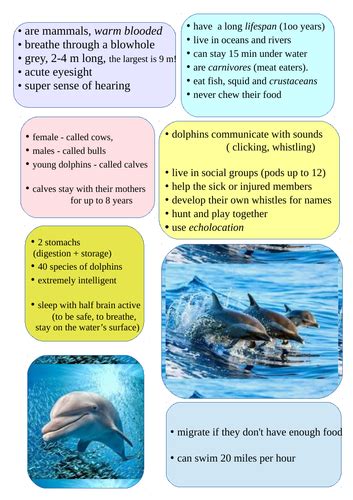 Dolphin fact file poster | Teaching Resources