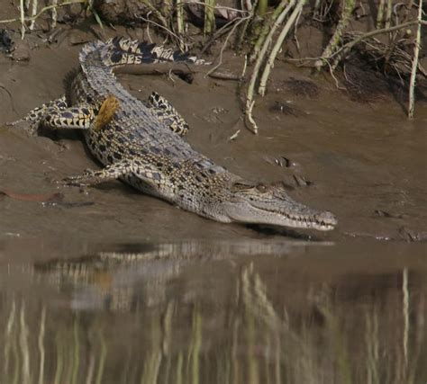 Wildlife sanctuaries and animal shelters in Myanmar - MYANMORE