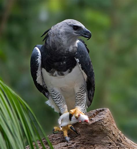 Amazon Rainforests Animals : The Harpy Eagle ~ Amazon Rainforest Animals