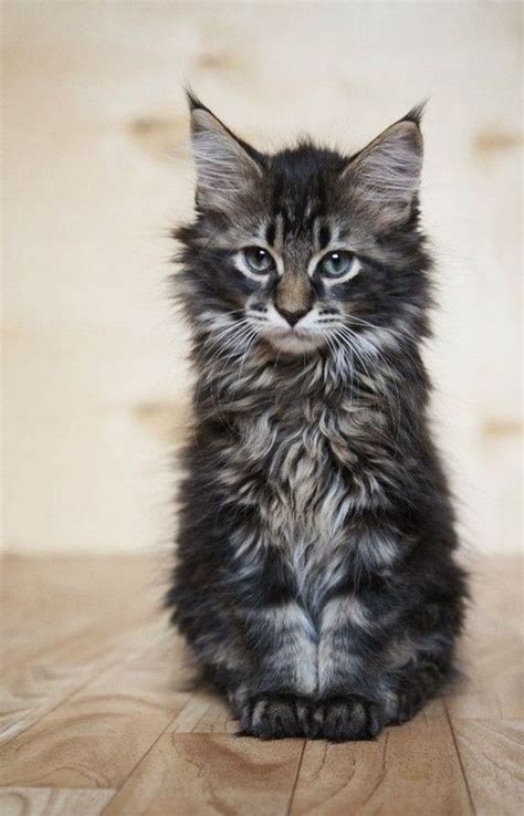 Maine Coon Cats: The Giant Domestic Cat Breed With A Gentle Heart | The ...