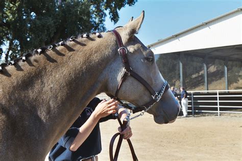 The Seabiscuit Heritage Foundation: Saving the Seabisuit Legacy instead ...