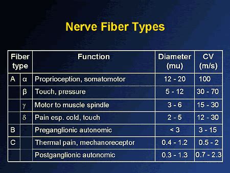 Miscellaneous (Nerve fibers. There are 3 types of peripheral...)