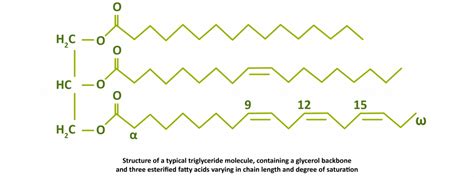 Triglycerides, triglyceride-rich lipoproteins and remnants - Triglyceride Forum