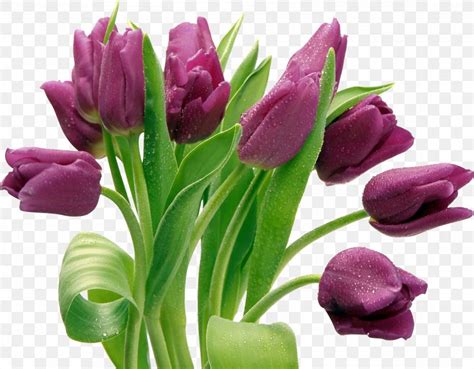 Tulip Clip Art, PNG, 2815x2194px, Tulip, Cut Flowers, Dots Per Inch, Floral Design, Floristry ...