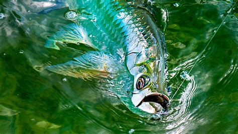 Discover the Majestic Tarpon: Silver King of the Sea - FishOnTips