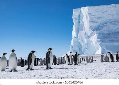 34,165 South Pole Penguins Images, Stock Photos & Vectors | Shutterstock