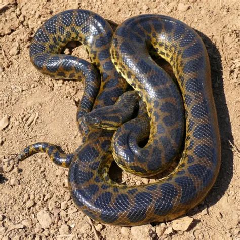 Yellow Anaconda - Facts, Diet, Habitat & Pictures on Animalia.bio