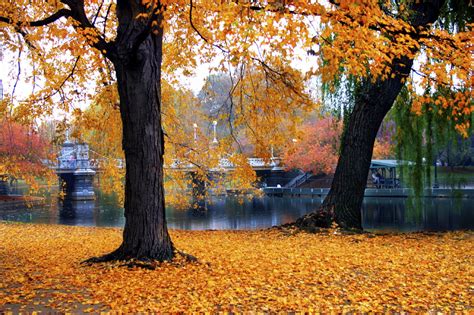 Boston In The Fall, In Boston, Boston Public Garden, Orange, Gallery Frame, Floral Botanical ...