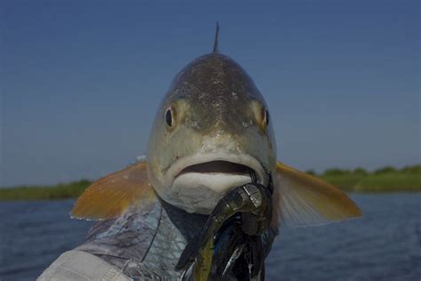 Louisiana Fishing Reports for Speckled Trout and Redfish