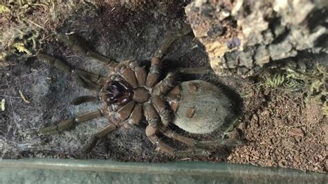 Goliath bird-eater tarantula molting - YouTube