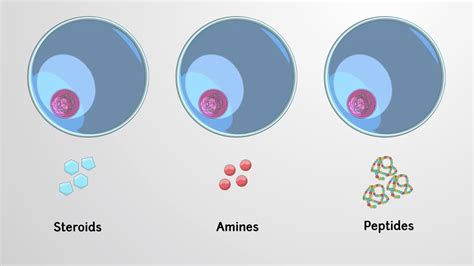 Types of Hormones in Animals - Concept | Biology | JoVe