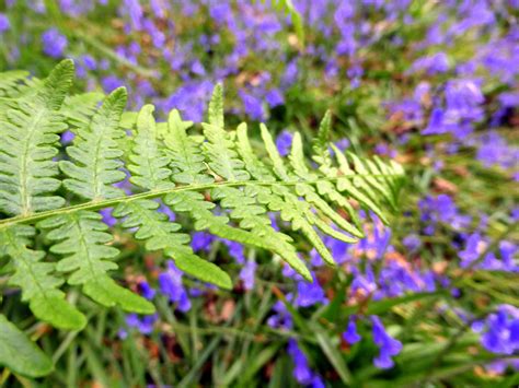 Ferns | Ferns are flowerless green plants. They are usually … | Flickr