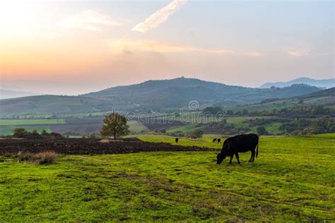 Cows Grazing on a Green Meadow at Sunset Stock Photo - Image of feed, graze: 110590822