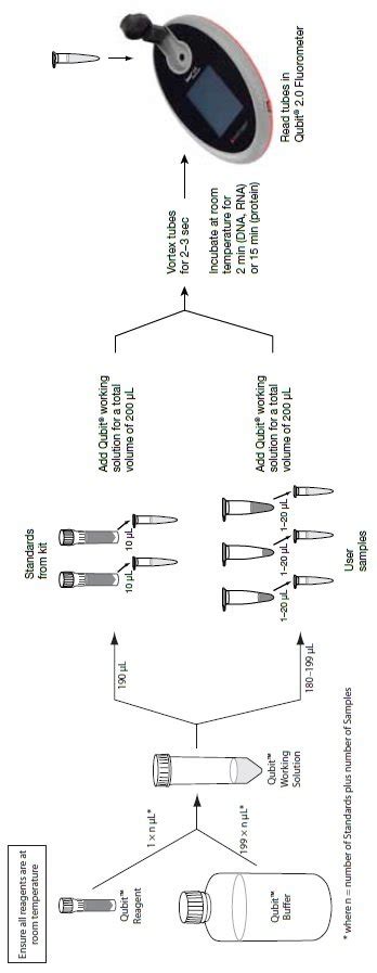 Estritamente Ligação fatia qubit dsdna br assay kit protocol ...