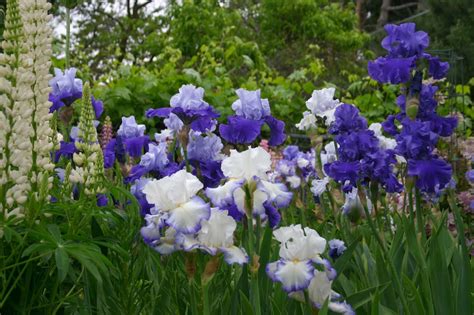 World of Irises: "Talking Irises" TALL BEARDED IRISES IN YOUR LANDSCAPE--Using a variety of ...