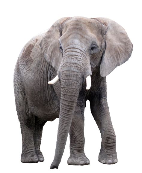 Elephant PNG, Elephant Animal African Photos - Free Transparent PNG Logos