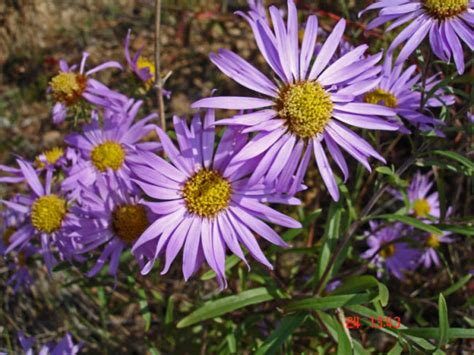 BAIKALCOMPLEX. BLUMEN AM BAIKALSEE, Touren zum Baikalsee und nach Burjatien, Baikalsee, Baikal ...