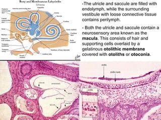 Histology of ear | PPT