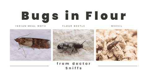 10 Examples of Bugs in Flour - A Mini Guide