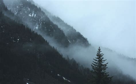 Landscape photography of tall tress with foggy clouds HD wallpaper | Wallpaper Flare