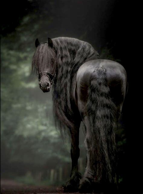 Friesian horse by a misty stream. #Friesian | Horses, Friesian horse ...