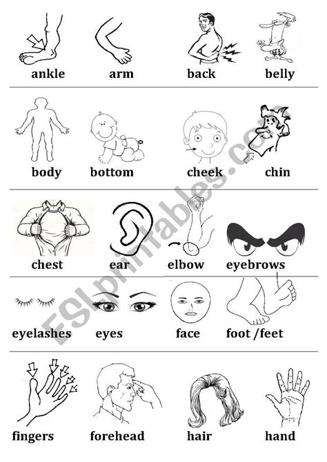 Body Parts Vocabulary - ESL worksheet by ahfabera