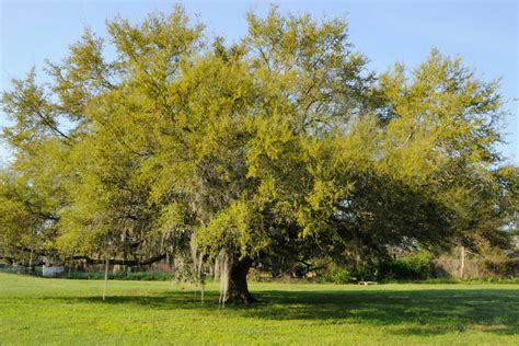 7 Fruit Trees You Can Grow in Your Backyard in South Florida - Florida Smart