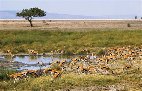 Gazelle | African Plains Mammal, Antelope Species & Adaptations ...