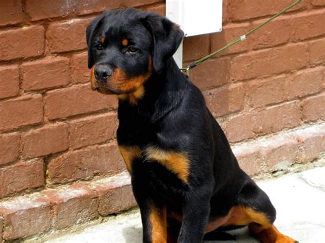 Free picture: rottweiler, dog