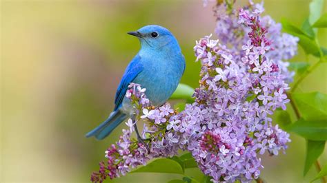 Oiseau Fond d'écran HD | Arrière-Plan | 1920x1080 | ID:375276 ...