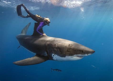 Astonishing Images Of A Diver Swimming On Top Of Great White Sharks | Gizmodo Australia