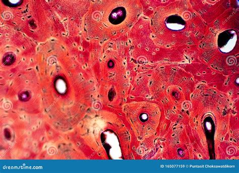 Histology of Human Compact Bone Tissue Under Microscope View for Education Stock Image - Image ...