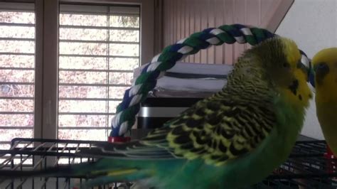 Budgies playing together - YouTube