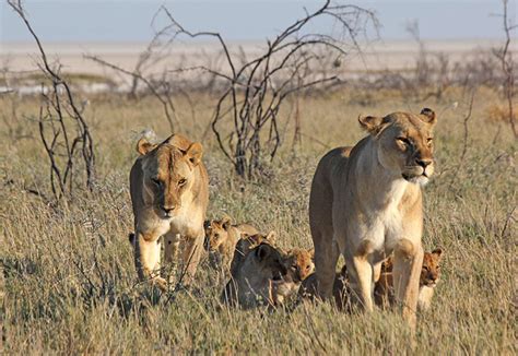 Lions-cubs - Africa Geographic