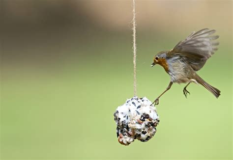 Make your own Fatballs for your Garden Birds - BirdWatch Ireland