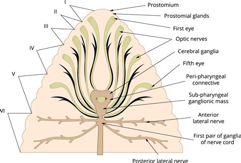 Organ systems of leech — lesson. Science State Board, Class 10.