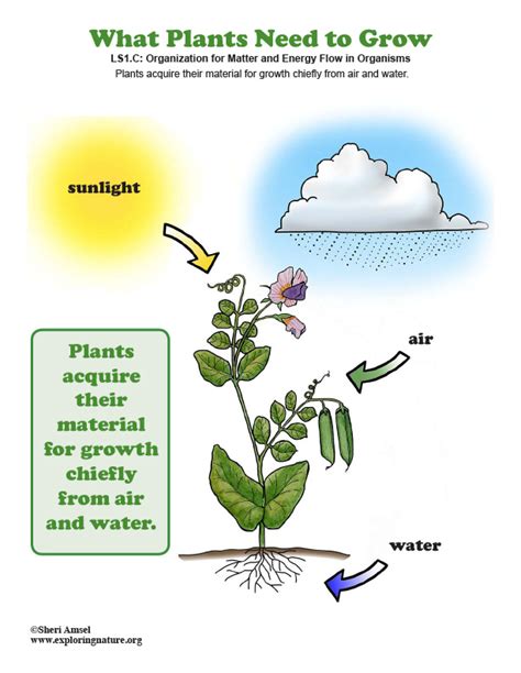 What Plants Need to Grow - Poster