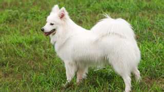 Japanese Spitz Dog Breed » Everything About Japanese Spitz