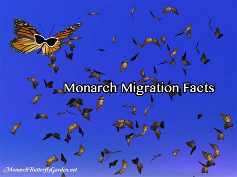 10 Monarch Migration Facts That Might Surprise You